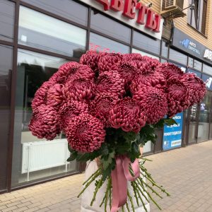 Хризантема одноголовая "Бигуди"